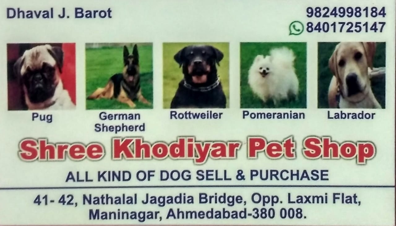 Dog stores near outlet me